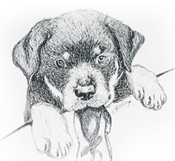 rottweiler with shoe