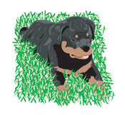 puppy